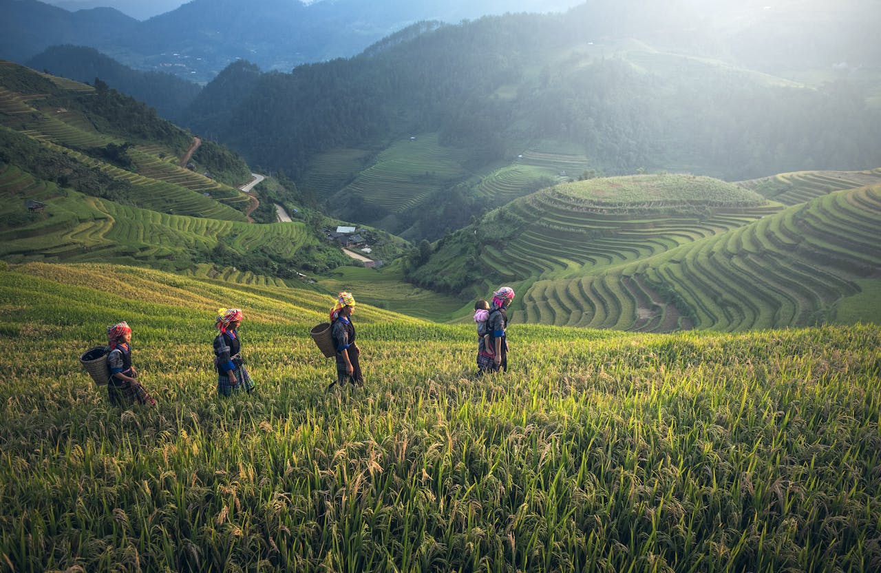about-01 Scenic view of rice terraces with farmers in traditional wear during harvest season.