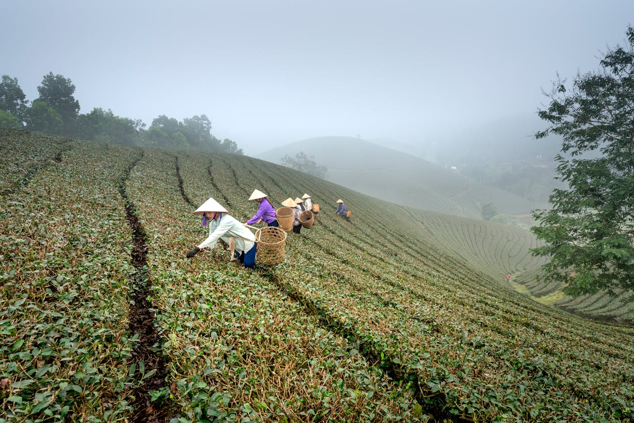 hero-img-01 Farmers in traditional hats picking tea on a misty hillside farm.